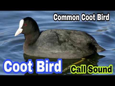 coot bird call sound || Common coot birds call sounds || Best Call sound coots
