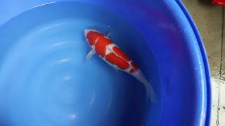 video van Yondan  Kohaku 2301015