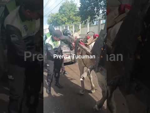 BANDA DEL RÍO SALÍ: RESCATAN A UN CABALLO EN ESTADO CRÍTICO Y LO PONEN BAJO PROTECCIÓN EN LASTENIA