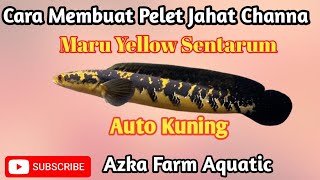 Download lagu How to Make Evil Pellets for Channa Yellow Sentarum Fish to Make Them Turn Yellow Quickly mp3