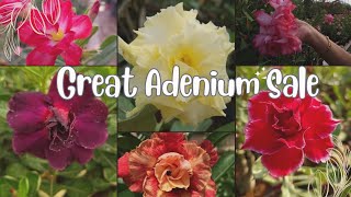 മിതമായ നിരക്കില്‍ ADENIUM PLANTS വാങ്ങാം/ Grafted Adenium/ Online Sale