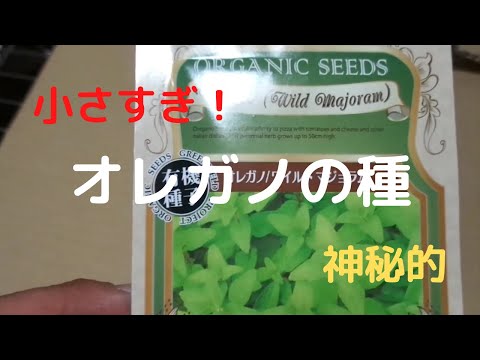 園芸 一般的なオレガノ、ワイルドマジョラム、多年生マジョラム、バスタードマジョラム