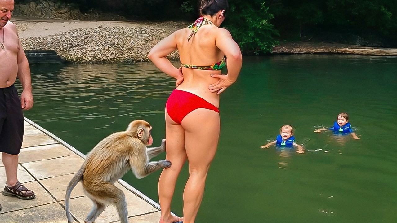 ЭТИ ОБЕЗЬЯНЫ ЗАСТАВЯТ ВАС СМЕЯТЬСЯ