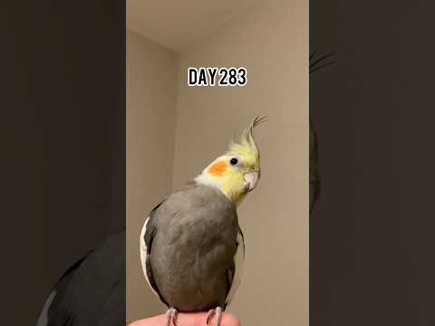 Day 283 - Parrot Life - This is Cookie