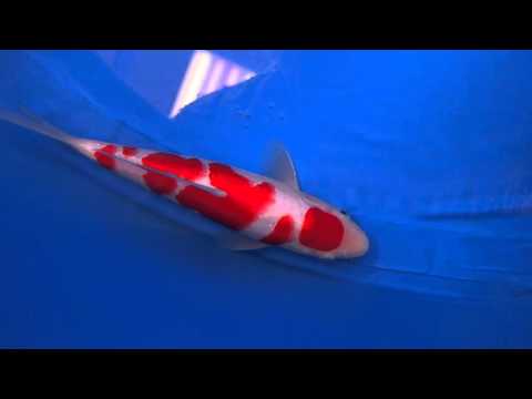 Baby Champion  2016 All Japan Koi  Show