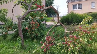 NAG LINIS SA BAKURAN AT GARDEN NI BYANAN,  PUNO NG PEACH SOBRANG NABIGATAN SA KANYANG BUNGA 🇩🇪💖