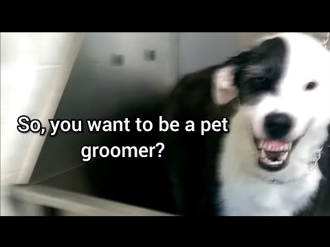 What REALLY goes on at the pet groomers