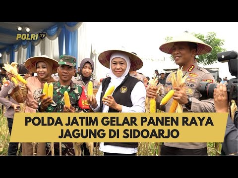 POLDA JATIM GELAR PANEN RAYA JAGUNG DI SIDOARJO