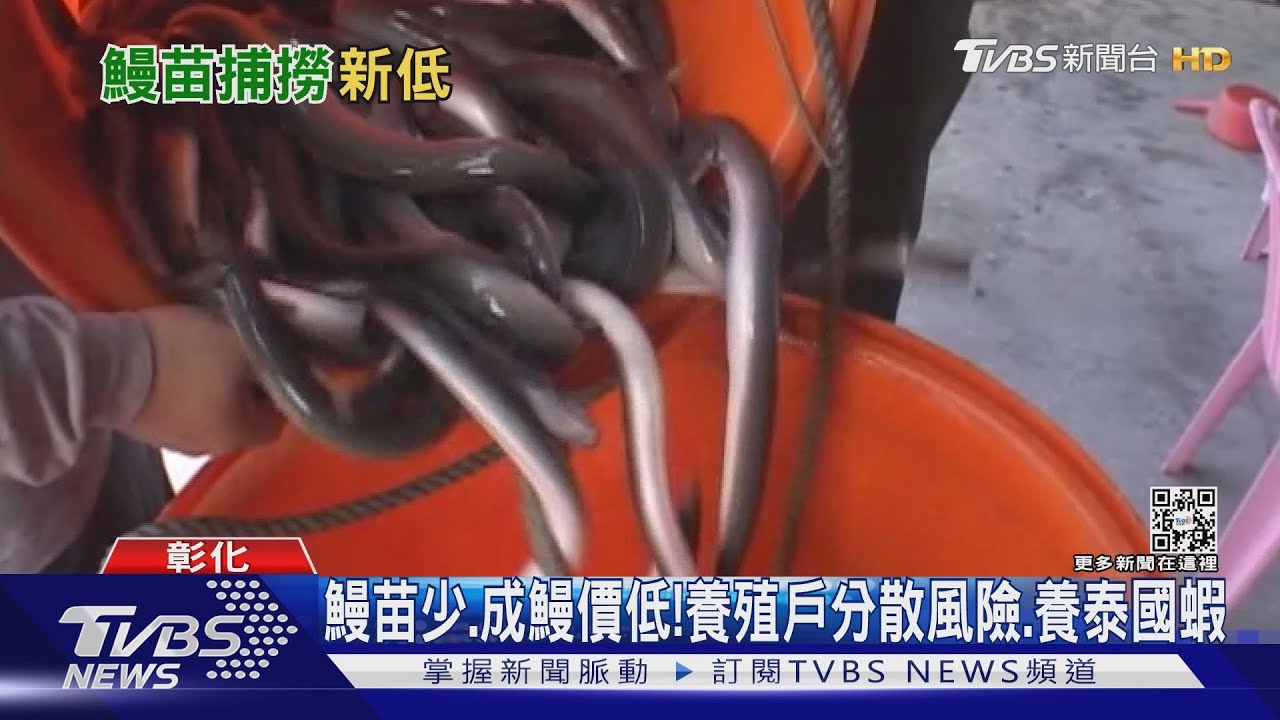 鰻苗產業大緊縮!嘉義縣鰻量捕撈量創新低 成鰻價又差
