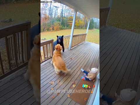 Golden Retriever HERO Saves Baby from Bear Attack! 😱#dog #save #shorts #shortsfeed