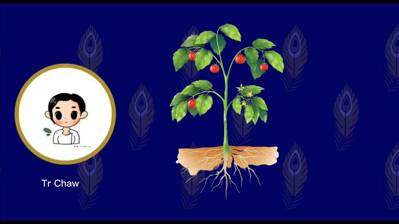 Lesson 7 - Parts of the plant