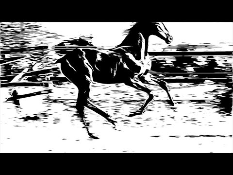 Portrait Hengstfohlen Pferdezucht Gut Unterweg (abstrakte Filmversion)