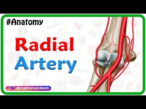 Radial artery Anatomy Animation : Course﻿, Branches, ﻿Clinical aspects - Usmle review