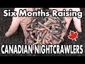 Raising Canadian Nightcrawlers At Home 6 Month Update On Our DIY Dew Worm Bait Farm