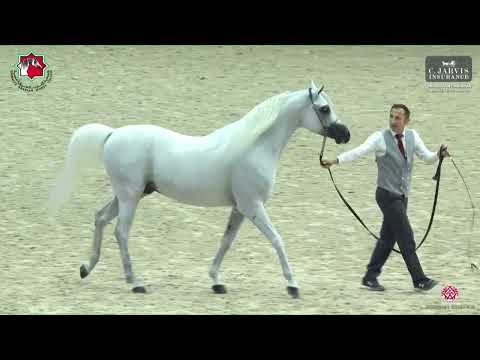 N 284 E S  SARAB   Sharjah International Arabian Horse Festival 2023   Stallions 10 Yrs  Old and Old