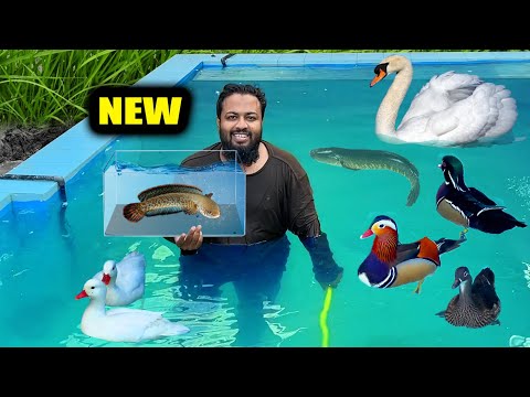 নতুন AQUARIUM এনেছি SNAKEHEADS Fish এর জন্য