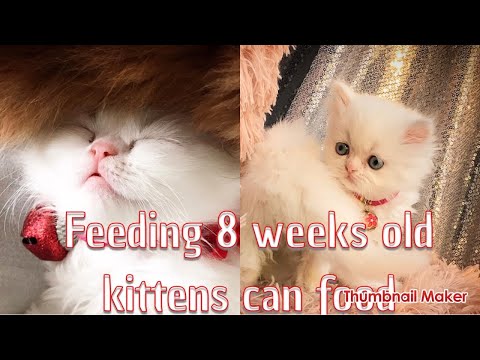 Feeding little Persian 8 weeks old kittens their favourite canned  food.