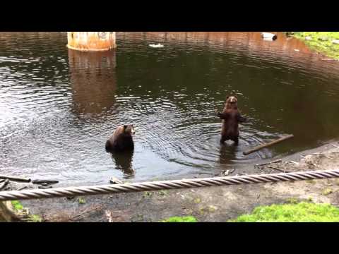 2011 07 31 Alaska 24 Bears IMG 1947