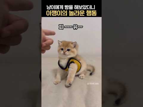 아기고양이에게 개인기를 시켰더니 아깽이의 놀라운 반응 #고장난고양이 #개인기고양이