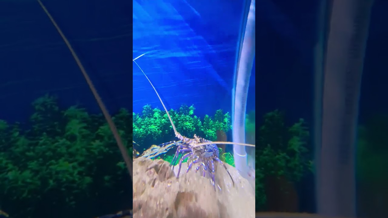 YouTube Short thumbnail