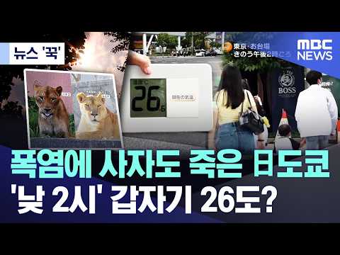 폭염으로 사자도 죽었던 일본 도쿄, 갑자기 가을 날씨로 변했어요
