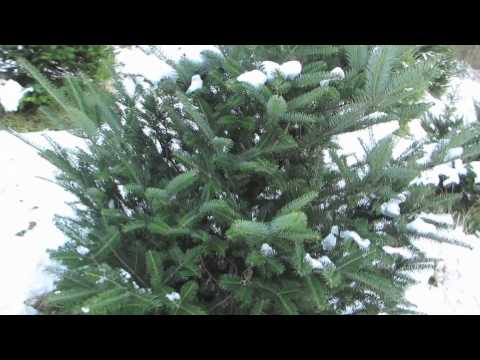 Perfect Christmas Tree! (Vlogmas 12-12-2011)