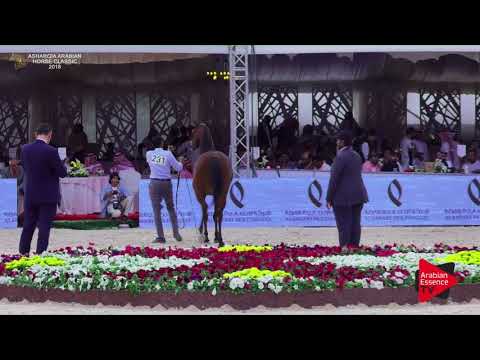 N.231 GHAZALAT AL HAWAJER - Asharqia Classic 2018