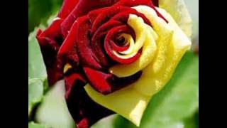 You Made Me Live Again - Anne Murray