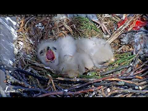 ~Red-tailed Hawks - Małe Myszołowy rdzawosterne - Ziewanie jest zaraźliwe~