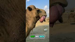 😱 OMG! A Horse’s Kidney Came Out of Its Mouth? 🤯 The Truth Will Shock You! #shorts