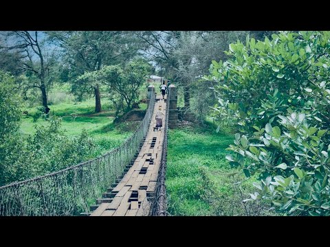 Deadly footbridge 3,000 cross each day in Zambia