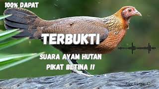 Download lagu Suara Ayam Hutan Betina Gacor 🔥 Pancingan Ampuh Bikin Jantan Datang! mp3