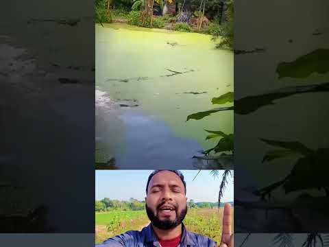 ছেলেটি পানিতে ডুব দিয়েই নিখোঁজ দেখুন 💔🤲👈