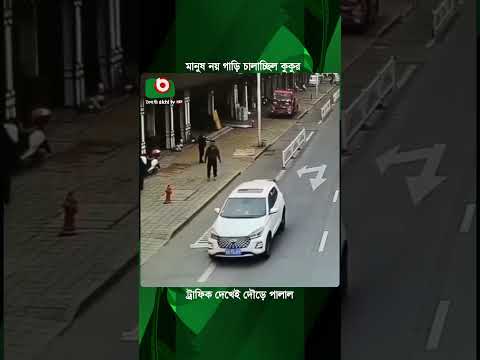 মানুষ নয় গাড়ি চালাচ্ছিল কুকুর, ট্রাফিক দেখেই দৌড়ে পালাল | Dog Driving Car | Boishakhi Tv News