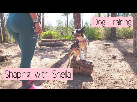 Positive Reinforcement Dog Training - Free Shaping with Sheila