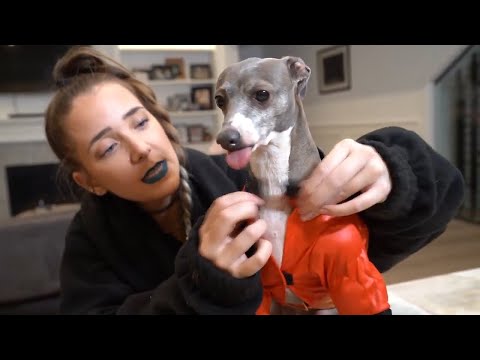 Latest video about Dog Training-2019/~My Dogs Try On Halloween Costumes