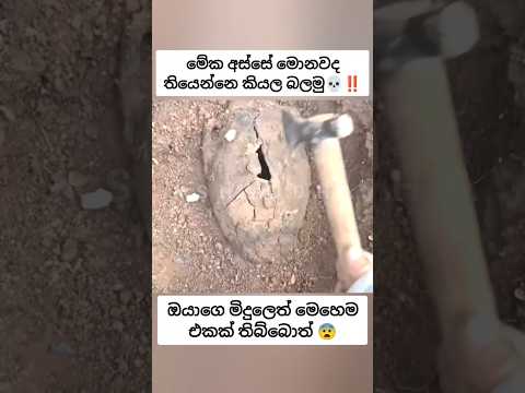 මිදුලෙ පොළොව හාරත්දි හම්බුන අද්භූත සෙම්බුව 😨 #fyp #සැම්පා #ashuddha