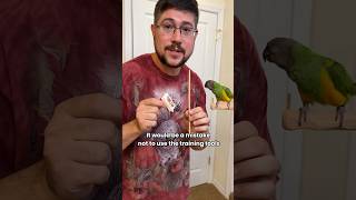 Why It’s a Mistake Not to Use Parrot Training Tools for Parrot Training!