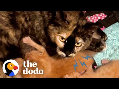 Protective Mama Cat Scared Of Humans Falls In Love With Her Foster Mom's Cat | The Dodo Cat Crazy