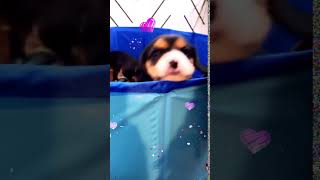 Beaglier Puppies Videos