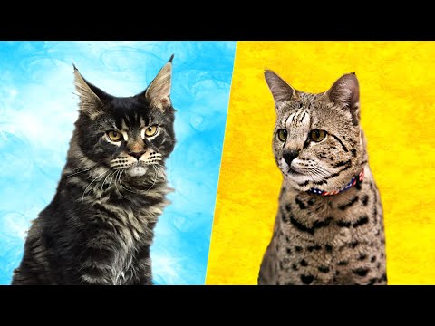 Savannah Cat vs Maine Coon - What Are the Differences?