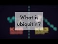What is ubiquitin?
