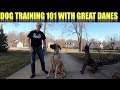 Dog Training 101 with Finn & Magic the Great Danes