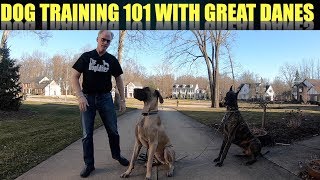 Dog Training 101 with Finn & Magic the Great Danes