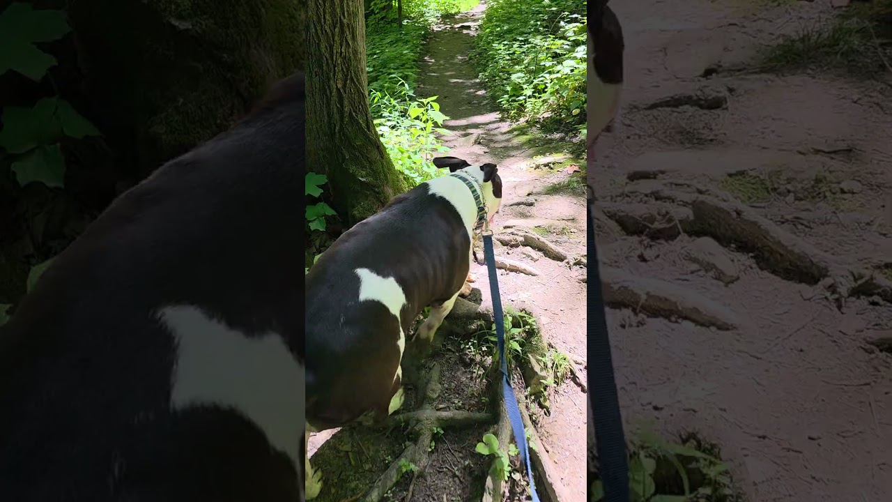 Chase, a Adoptable American Bulldog in Miamitown, OH video 5/5