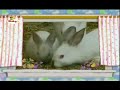 The Amazing World Rabbits