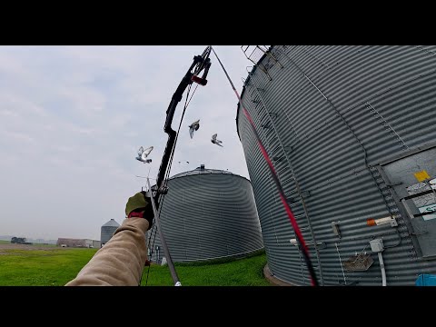 Bowhunting Pigeons Out of the AIR! (Insane Shots!)