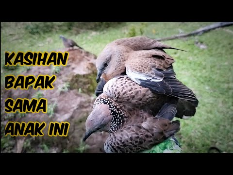 Father and Son Go Down to Fight the Biggest Fish || Both Get Caught in the Trap