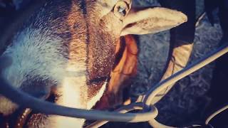 preview picture of video 'Deer Special | Safari Zoo | Pakistan'