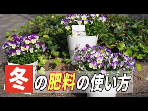 冬に肥料を与える植物はどれですか?肥料の種類と使い方は？  庭園